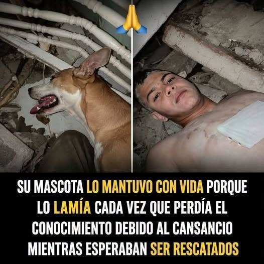 Joven y su perro sobrevivieron 14 días bajo los escombros: lo que se sabe del rescate