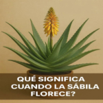 Cuando la sábila florece: qué significa realmente y cómo cuidar tu planta