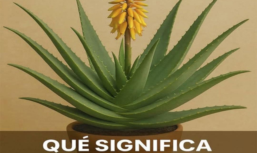 Cuando la sábila florece: qué significa realmente y cómo cuidar tu planta