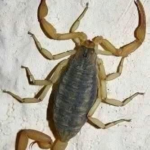 Alacranes en casa: qué significa realmente encontrarlos y cómo prevenir riesgos