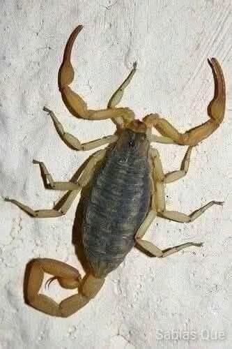 Alacranes en casa: qué significa realmente encontrarlos y cómo prevenir riesgos