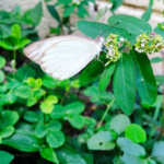 Mariposas blancas en casa: significado simbólico y explicación natural de su visita