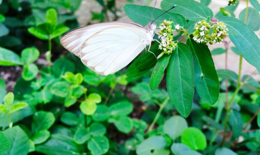 Mariposas blancas en casa: significado simbólico y explicación natural de su visita
