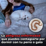 Dormir con tu mascota: riesgos reales para la salud y cómo hacerlo de forma segura
