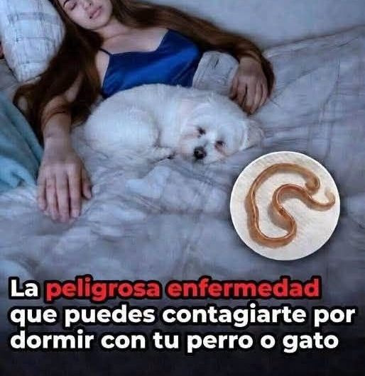 Dormir con tu mascota: riesgos reales para la salud y cómo hacerlo de forma segura