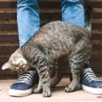 Por qué tu gato se frota contra ti: señales de afecto, marcaje y confianza