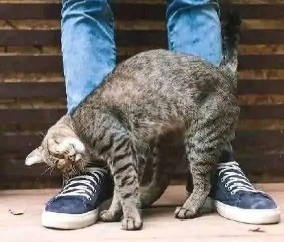 Por qué tu gato se frota contra ti: señales de afecto, marcaje y confianza