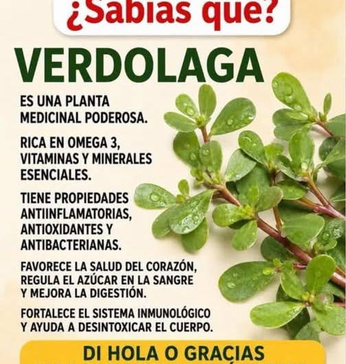 Verdolaga: la planta silvestre comestible que muchos arrancan sin conocer su valor