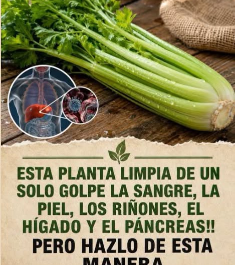 Apio: beneficios reales para la salud y por qué no “limpia” los riñones, el hígado ni la sangre