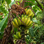 El curioso caso de la araña bananera: entre el peligro natural y la investigación médica