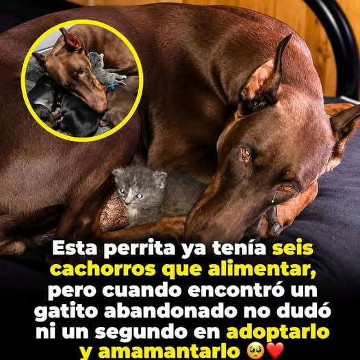 Ruby, la dóberman que amamantó a un gatito huérfano junto a sus seis cachorros
