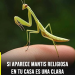 Enfasis en lo espiritual + curiosidad: Mantis religiosa en casa: significado espiritual, simbolismo y lo que muchas personas no saben