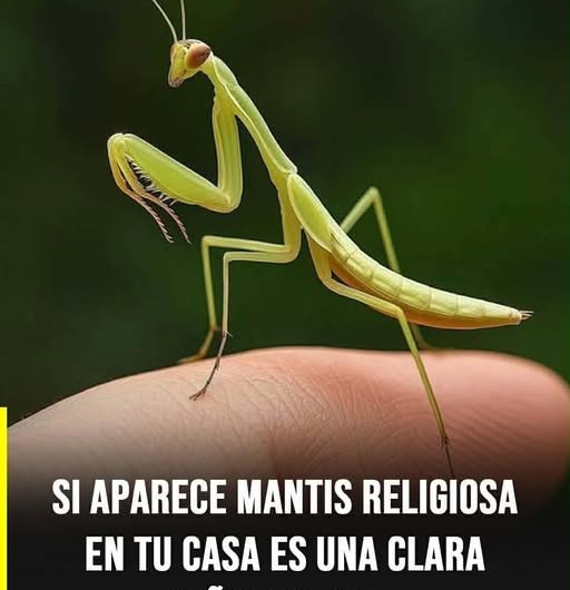 Enfasis en lo espiritual + curiosidad: Mantis religiosa en casa: significado espiritual, simbolismo y lo que muchas personas no saben