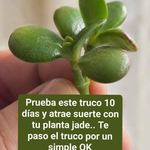 Cómo cuidar un Palo de Agua y por qué muchas personas lo consideran especial