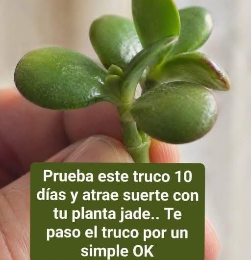 Cómo cuidar un Palo de Agua y por qué muchas personas lo consideran especial